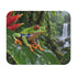 Red Eyed Tree Frog Mouse Pad Agalychnis Callidryas Rainforest Wild Life Colorful Amphibian