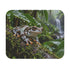 Amazon Milk Frog Mouse Pad Trachycephalus Resinifictrix Rainforest Wildlife Colorful Amphibian