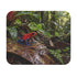 Strawberry Poison Dart Frog Mouse Pad Oophaga Pumilio Rainforest Wildlife Colorful Amphibian